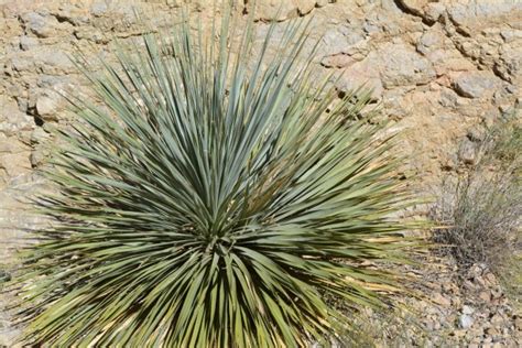 Yucca Plant Desert Texas Park Green Free Stock Photo - Public Domain ...