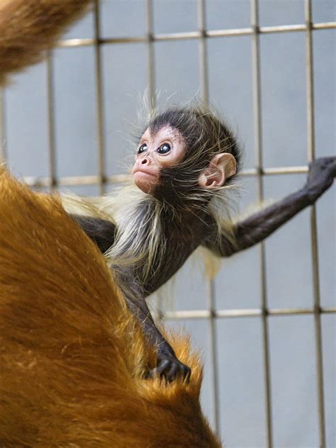 Cute spider monkey baby | I could take a few pictures of thi… | Flickr