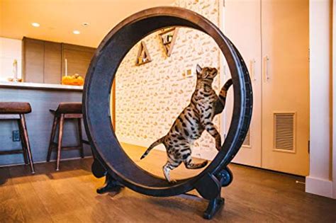 Rover Test Kitties Review the One Fast Cat Exercise Wheel