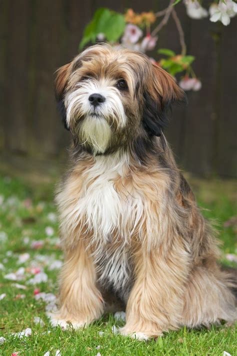 Tibetan Terrier Info, Temperament, Puppies, Pictures