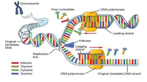 Enzymes required to remove RNA primer during DNA replication is?A ...