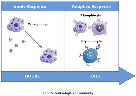 Science- Microbial-infection- Immunology: #126