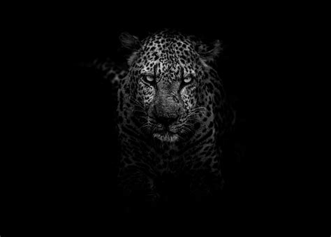 🔥 Free Download Leopard Animals Dark Hd Monochrome Black And White 4k ...