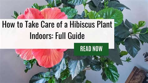 How to Take Care of a Hibiscus Plant Indoors: Full Guide