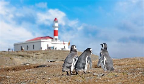 Discover Punta Arenas Chile: Southernmost Adventures Await!