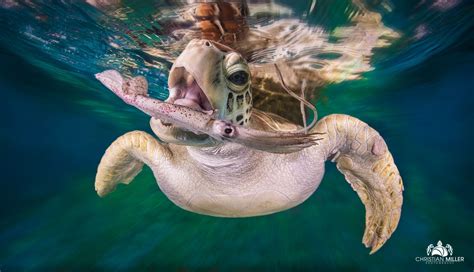 Wallpaper : nature, animals, depth of field, turtle, underwater, water ...