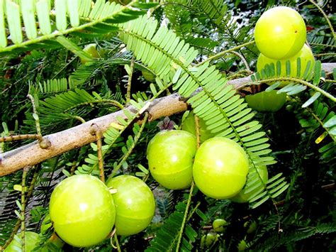 Amla / Indian Gooseberry / Emblica Officinalis Tree Seeds at Rs 3000/kg | Medicinal Seeds | ID ...