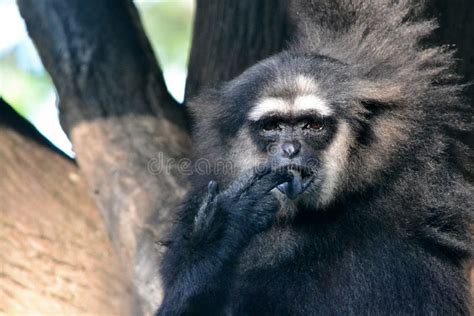 Black Gibbon stock image. Image of gibbon, black, monkey - 62449971