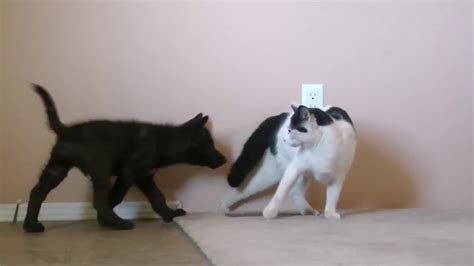 Cat vs. Wolf (CAT MEETS A WOLF PUP) - YouTube
