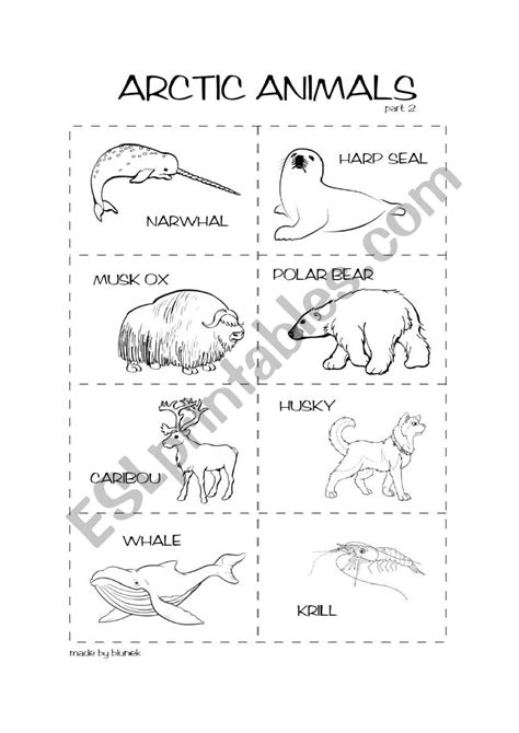 Arctic Animals Worksheet For Kids