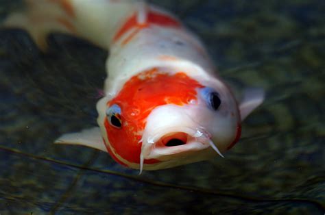 Free Images : red, fish, vertebrate, goldfish, koi, macro photography, marine biology ...