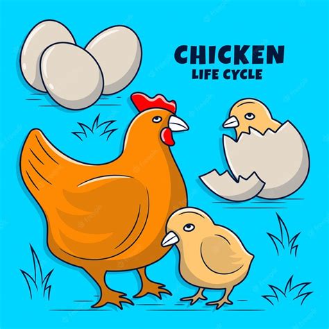 Premium Vector Chicken Life Cycle Diagram - vrogue.co