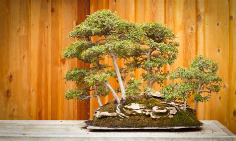 The 12 Best Outdoor Bonsai Trees to Cultivate Now - AZ Animals