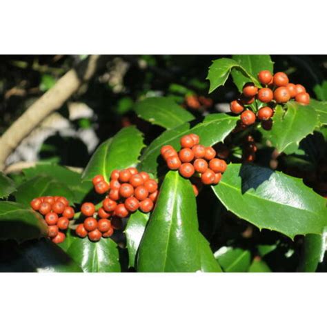 Ilex latifolia ‘Auburn’ | Kiefer Nursery: Trees, Shrubs, Perennials