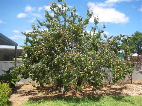 Forum: apricot tree pruning