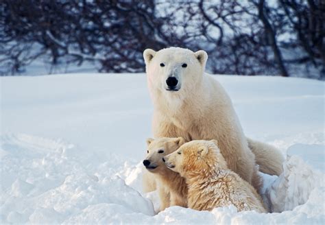 ‘I Turn Polar Bears White’ Riddle: Hints, Answer - Parade