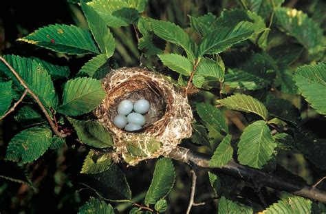 All About the Colorful Finch Bird Family - Birds and Blooms