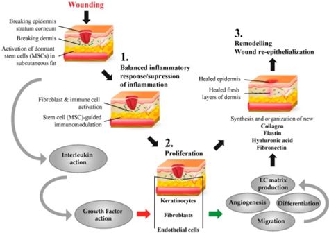 Stages of Wound Healing: Wound healing is a 3-step proc | Open-i