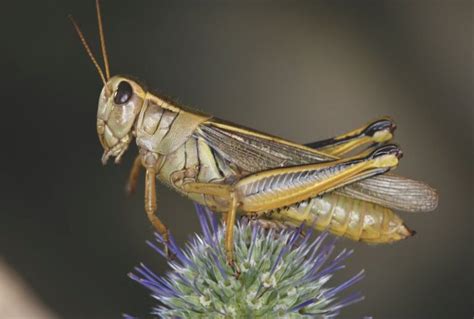 How to identify crop pest grasshopper species - AGCanada - AGCanada