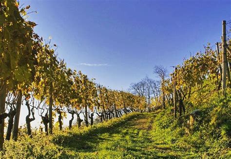 Discover the best Swiss wine regions - make every exerience count!