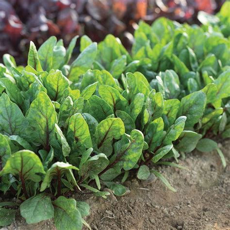 Red Veined Spinach Seeds Red Spinach Seeds 100 Seeds | Etsy