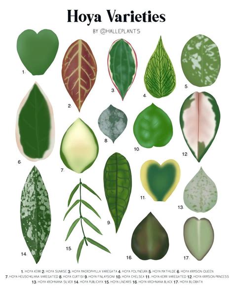 Hoya Varieties Plant Identification Chart Digital Download - Etsy ...