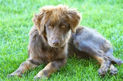 Australian shepherd lab mix characteristics, appearance and pictures