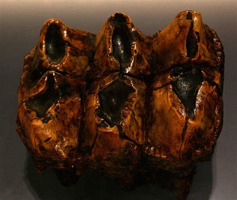 Louisville Fossils and Beyond: Mastodon Tooth