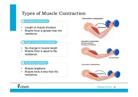 Muscular Strength: The type of contraction affects muscle strength ...