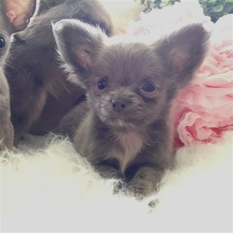 Chihuahua Puppies For Sale | Pittsburgh, PA #243158