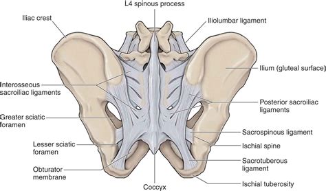 Sacroiliac Joint Surface Anatomy