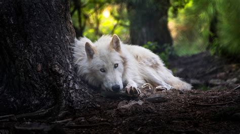 White Wolf Wallpaper,HD Animals Wallpapers,4k Wallpapers,Images ...