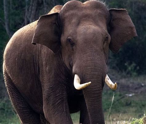 Elephant Helps Crying Baby | Elephant, Baby crying, Animals