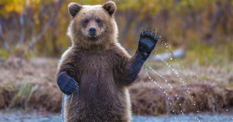 53 Bear Jokes And Puns So Hilarious We Can Hardly Bear It