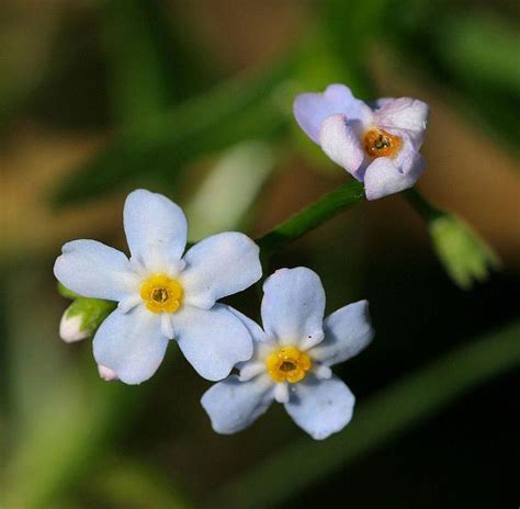 The Alaska State Flower: Forget Me Not