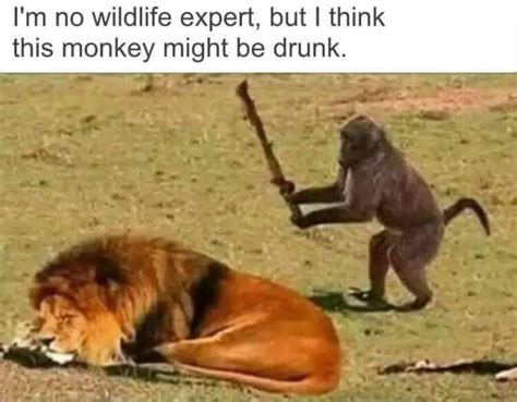 The Monkey High : r/memes