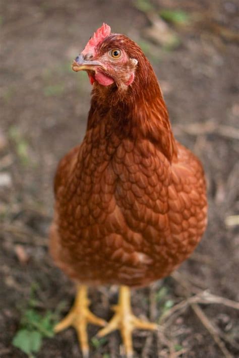 ISA Brown Chicken Care Guide: Temperament And Egg Laying | Chickens And More