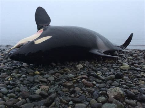 Necropsy performed on dead orca whale found off the coast of Courtenay ...