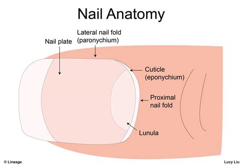 Nail Disorders - Dermatology - Medbullets Step 1