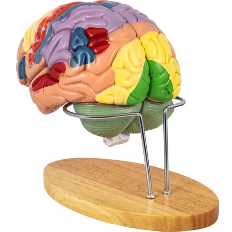 VEVOR Human Brain Model Anatomy 4-Part Model of Brain w/ Labels & Display Base Color-Coded Life ...