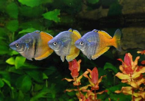 Tropical Community Fishes: Best Fish for Community Tank