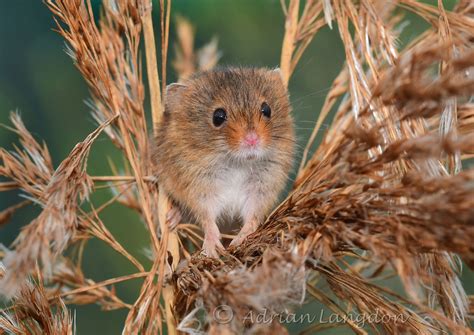 images-naturally!: Harvest mice......