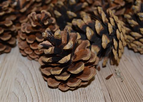 PIne Cones 5 Craft Supplies & Tools Cones & Nuts trustalchemy.com