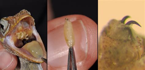 Yuck! Maggots in the Mouth – Anole Annals