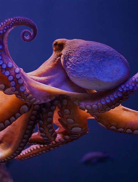 Octopus Aquarium | Aquarium Architecture