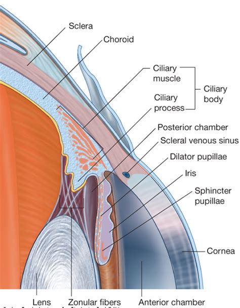 The crystalline lens and ciliary muscle | Medical anatomical knowledge ...