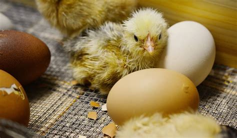 Hatching Chicken Eggs Naturally: The Ultimate Guide