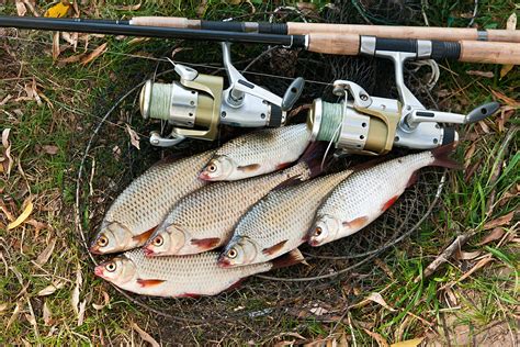 Coarse Fishing Scotland - Broom Fisheries