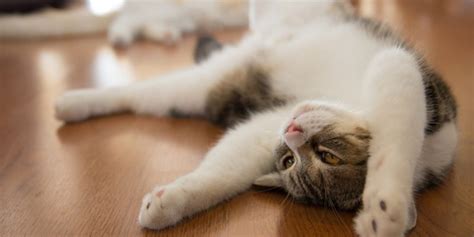 5 STRANGE CAT BEHAVIORS, EXPLAINED