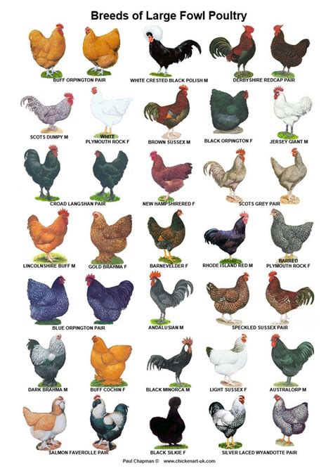 A4 Posters. Breeds of Poultry, 2 Different Posters - Etsy | Живность ...